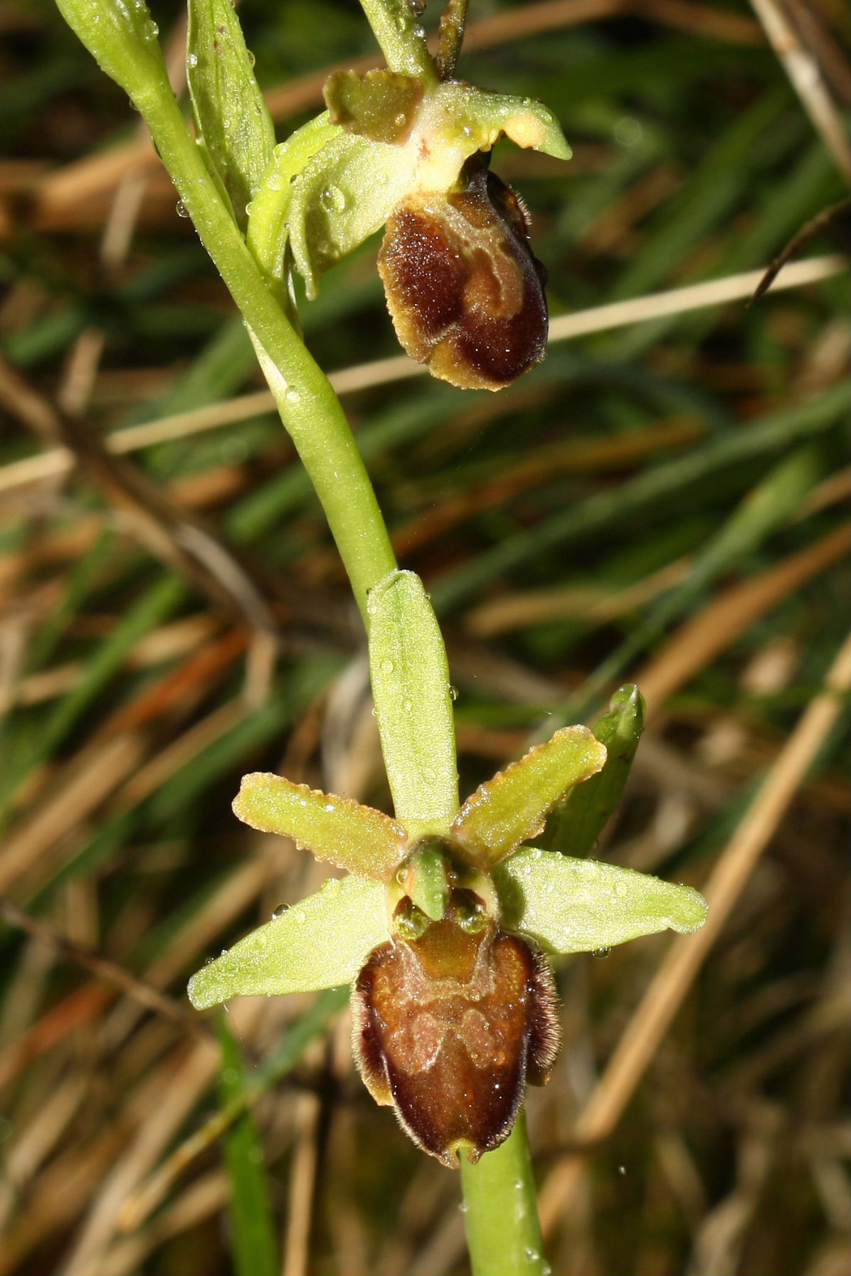 Ophrys sphegodes da determinare-3